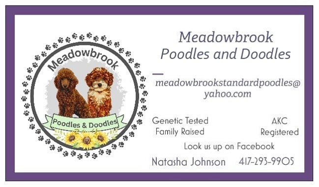 meadowbrook poodles and doodles business card